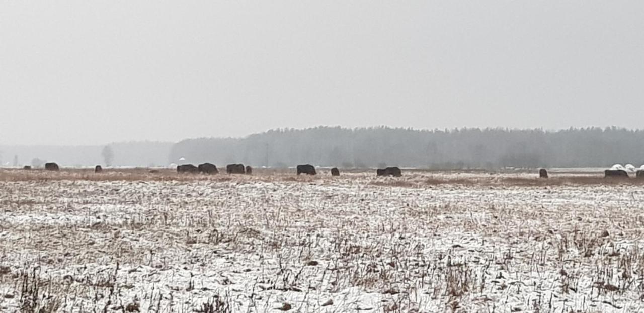 Zdalnie Z Lasu - Siedlisko W Puszczy Bialowieskiej Narewka Exterior foto